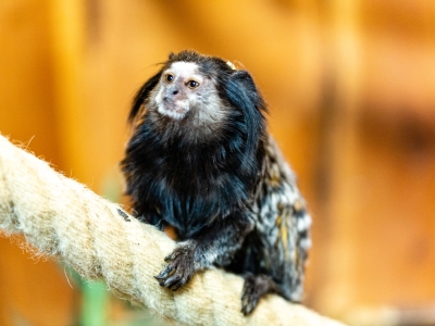 Black-tufted-ear marmoset - De Zonnegloed - Animal park - Animal refuge centre 